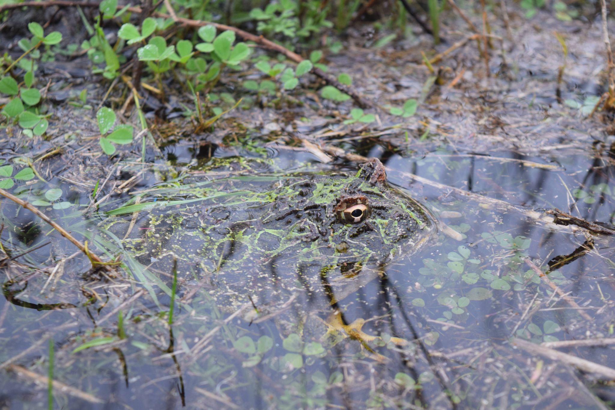 Ceratophrys ornata   Reproductively active period   Photographed by Camila Deutsch